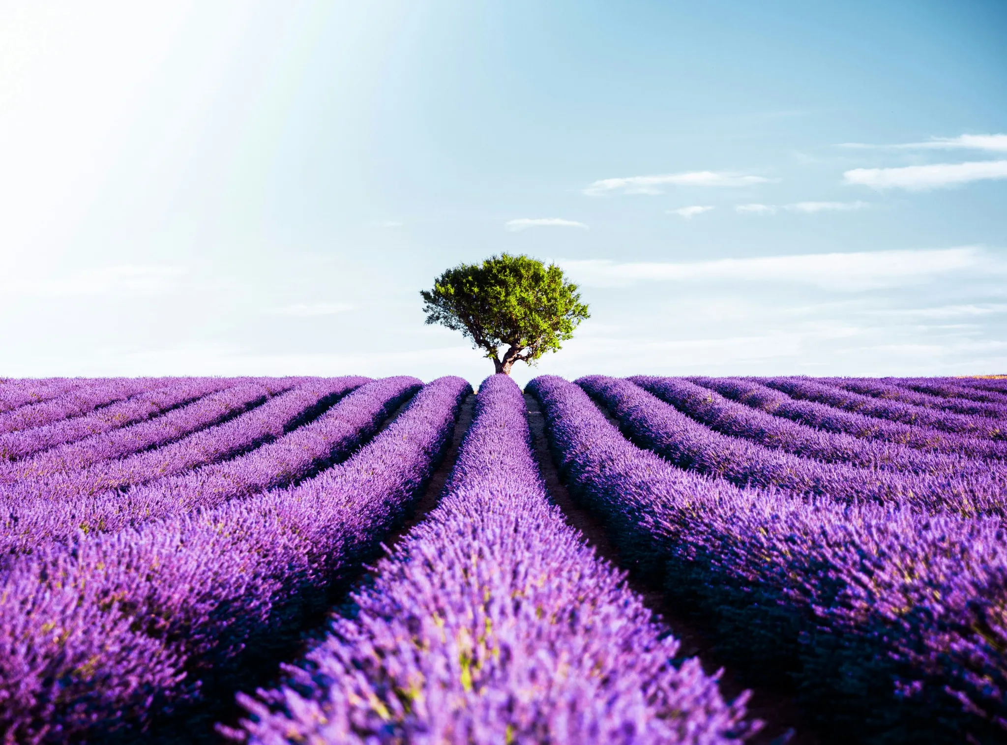 Découvrez Gordes, Valensole, Lourmarin et les Champs de Lavande avec un Service de VTC/TAXI Haut de Gamme